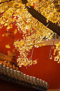 初冬故宫与黄叶银杏背景图片