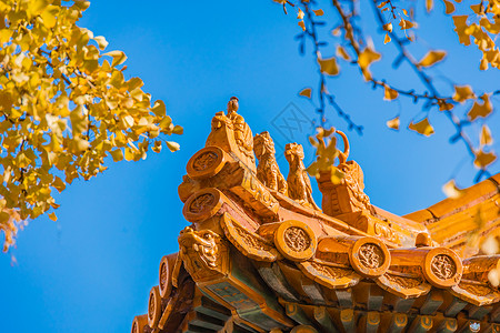 中国风北京印章初冬故宫与黄叶银杏背景