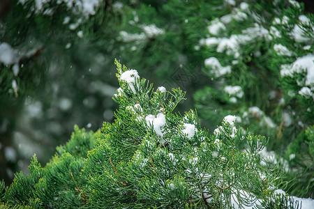 冬季雪中的松树背景图片