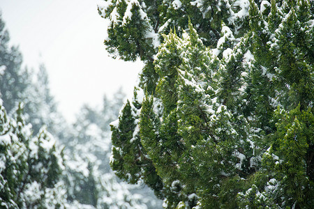 冬季雪中的树叶背景图片
