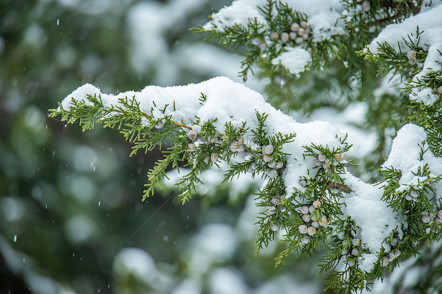 冬季雪中的树叶图片