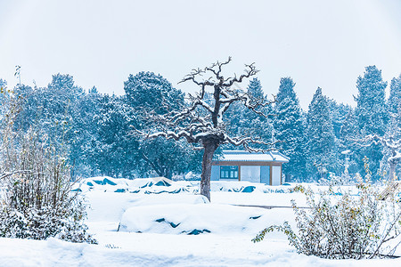 冬季雪中的美景背景图片