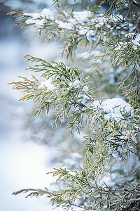 冬季雪中的松树叶高清图片