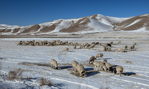 内蒙古冬季冰雪山峦羊群背景图片
