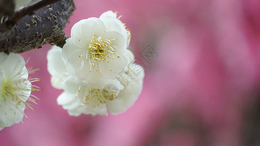 白色花卉盆栽冬季梅花特写背景