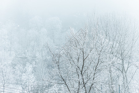 冬季哈尔滨烟雾笼罩的雾凇背景图片