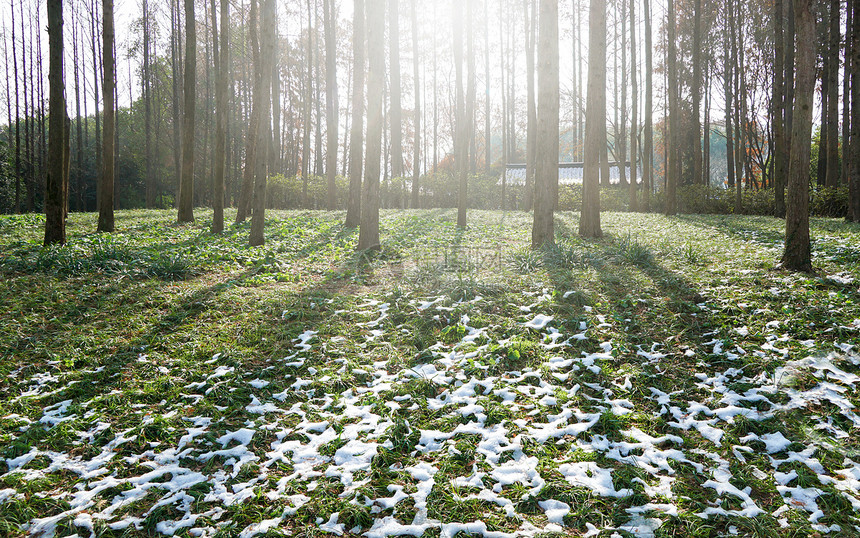 树林阳光草地上正在融化的雪图片