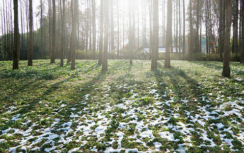 冬天的草坪树林阳光草地上正在融化的雪背景