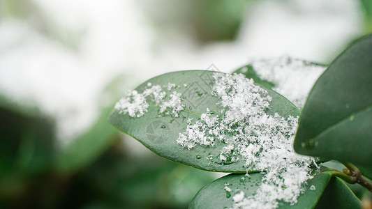 草地树叶冰雪消融风光背景