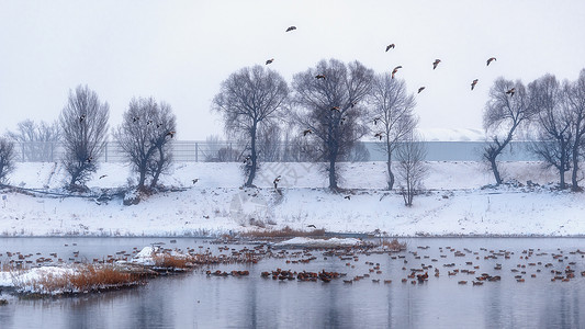冬季冰雪湖泊树木候鸟景观高清图片