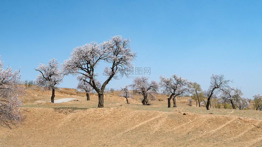 内蒙古春天杏树杏花植被蓝天图片