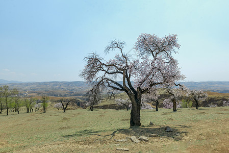内蒙古春天杏树杏花植被蓝天高清图片