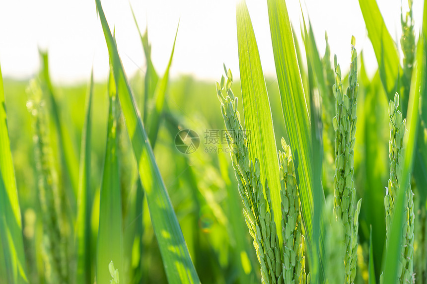 夏日绿油油的稻田图片