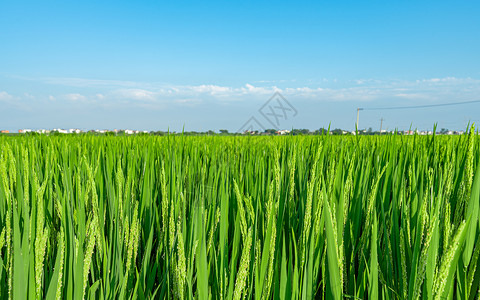 绿色麦田背景夏日绿油油的稻田背景