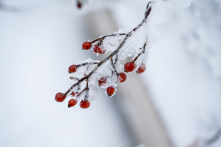 冰雪中的植物高清图片