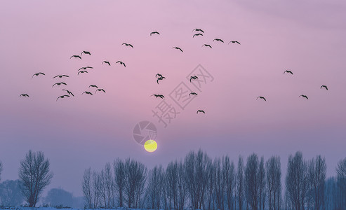 冬季冰雪落日麻鸭背景图片