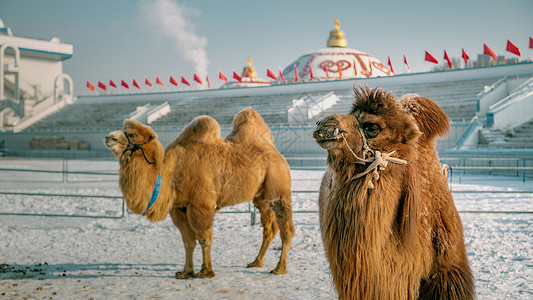 冬季冰雪蒙元建筑骆驼背景图片