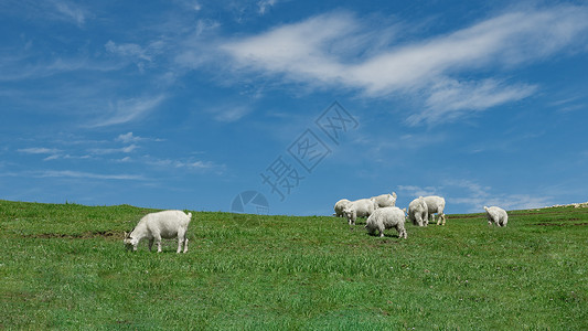 内蒙古高山牧场羊群绿色背景图片