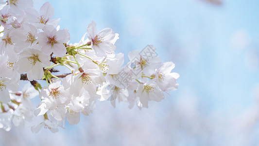 花朵绿叶边框春天盛开的樱花背景