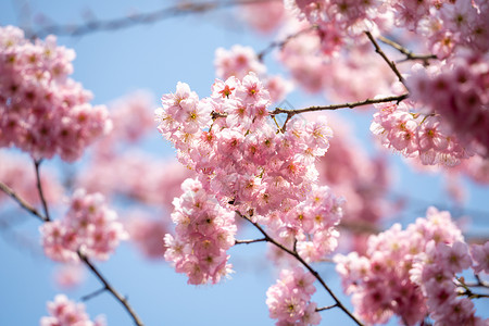 春天的樱花花朵生长高清图片