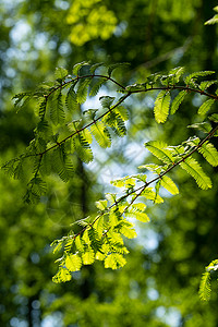 阳光自然绿植绿叶背景背景图片