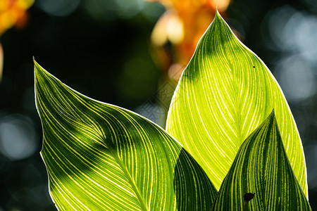 光效金线叶子植物阳光照耀下的清新绿叶背景