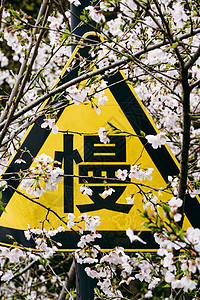 春天花场春天的樱花背景