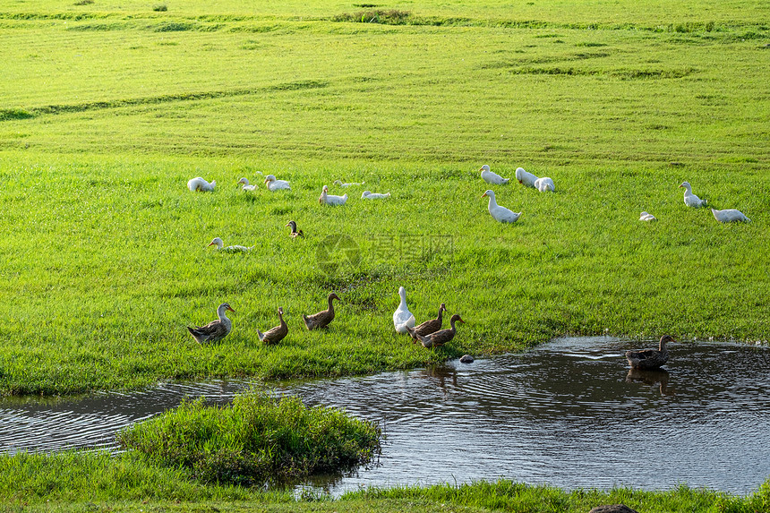 农场草地上觅食的鸭子图片