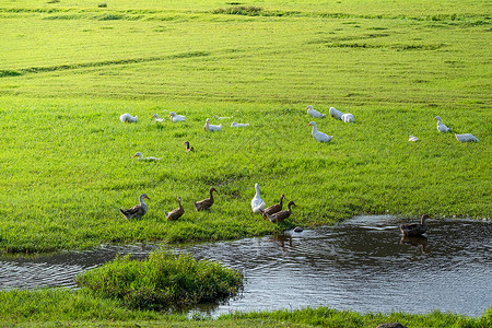规模化养殖农场草地上觅食的鸭子背景
