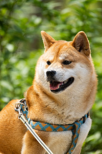 秋田犬嘻哈阳光下的可爱柴犬背景