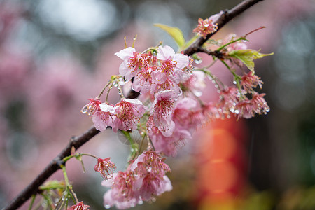 雨纷纷字体春雨下的樱花背景