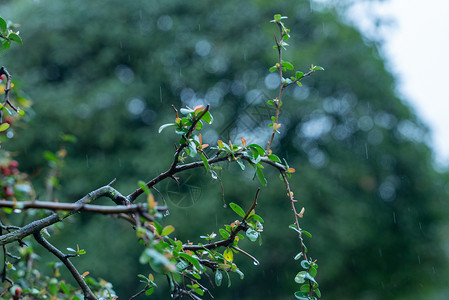 纷纷陷入春天绿叶上的雨水背景