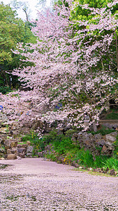 托卡林春天盛开的樱花树林背景