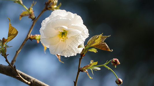 春日盛开的樱花高清图片