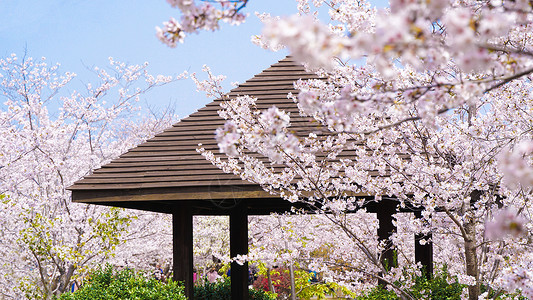 春天盛开的樱花树林背景图片