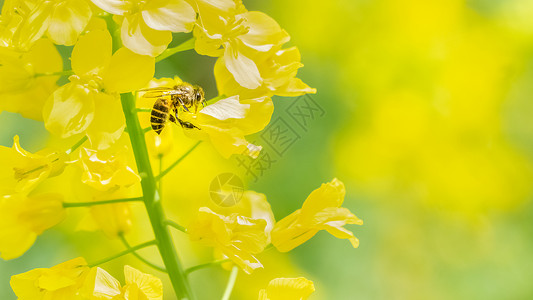 蝴蝶采蜜春天油菜花上的蜜蜂背景