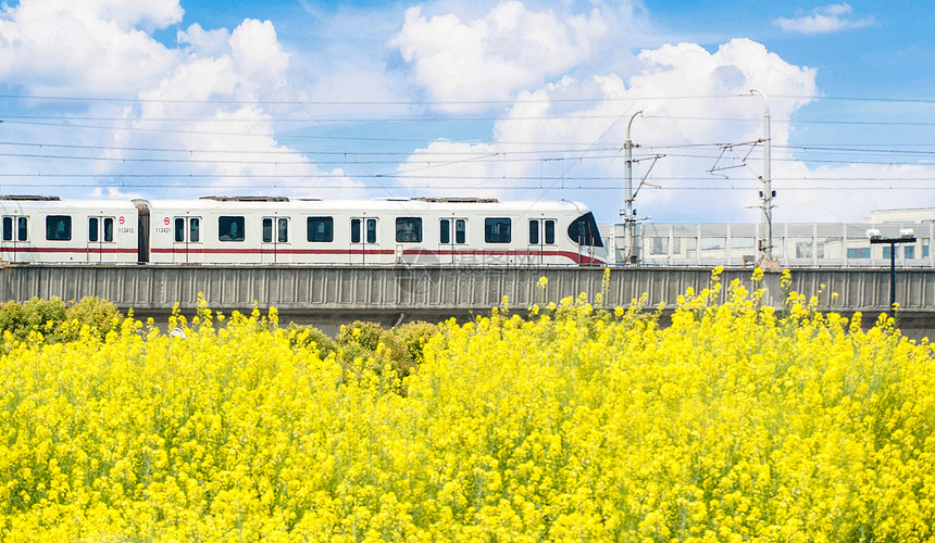 春天油菜花田与列车图片