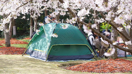 粉色帐篷春天樱花林下露营背景