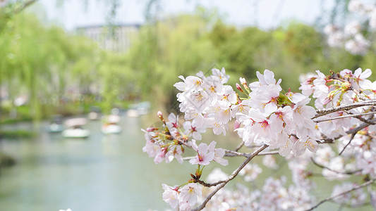 樱花瓣素材春天郊游风景背景