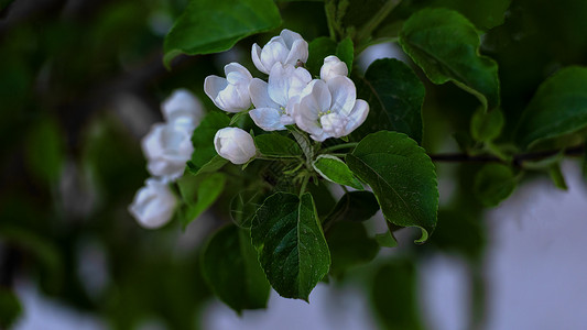 春季树木花朵特写背景图片