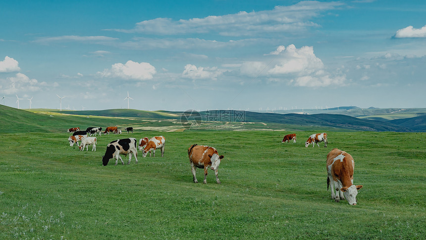 内蒙古高山牧场夏季植被牛群图片