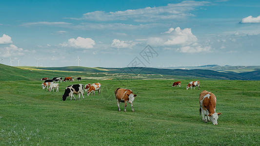 内蒙古高山牧场夏季植被牛群高清图片