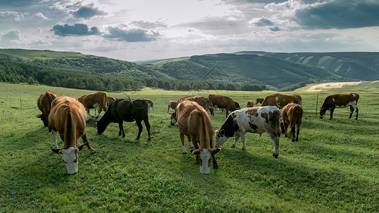 内蒙古高山牧场夏季植被牛群背景图片