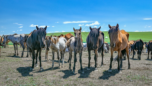 内蒙古夏季草原马匹蓝天白云背景图片