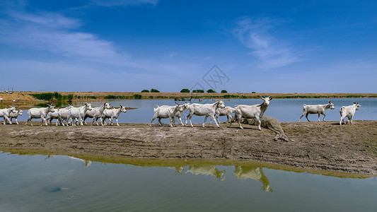内蒙古湖泊蓝天羊群背景图片