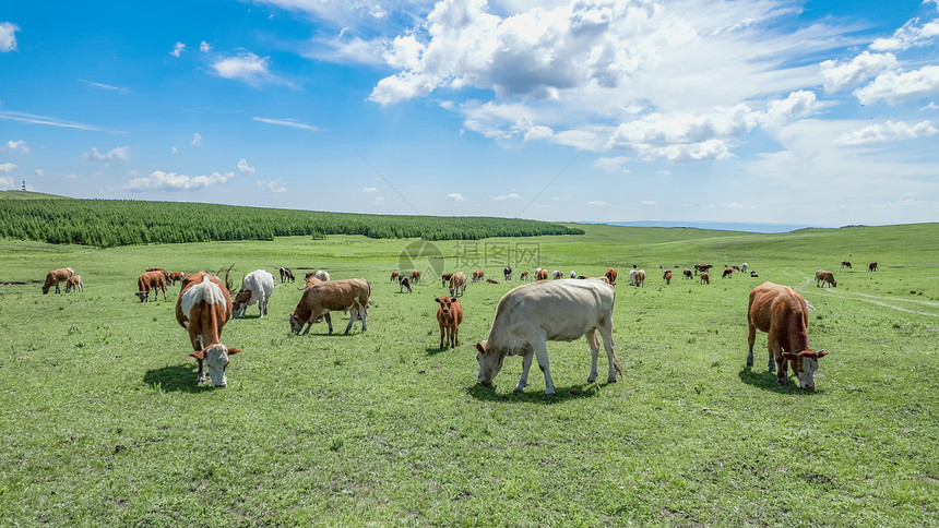 内蒙古夏季草原牛群蓝天白云图片