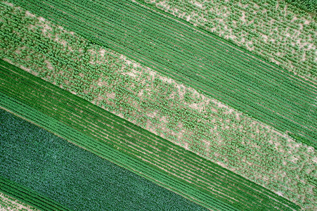 绿色农田马铃薯高空俯拍背景图片