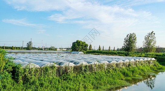 培育菜苗农业大棚种植背景