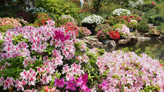 春天鲜花盛开的花园高清图片