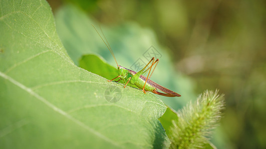 蝗虫育种绿叶上的昆虫蚂蚱特写背景